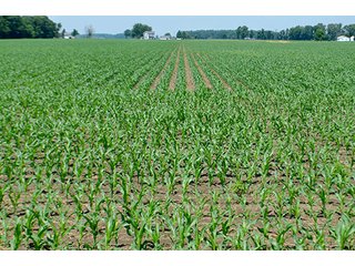 Property photo 108 - LAND AUCTION - 700+/- ACRES OFFERED IN 16 TRACTS IN ALLEN COUNTY, INDIANA